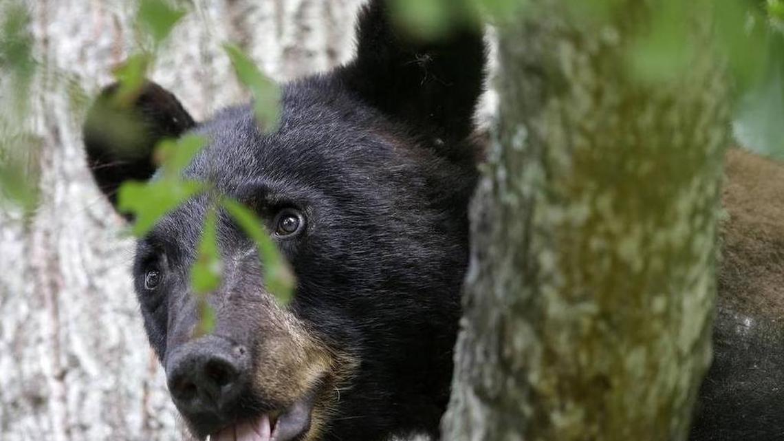 Black bears are found along the South Carolina coast near Myrtle Beach