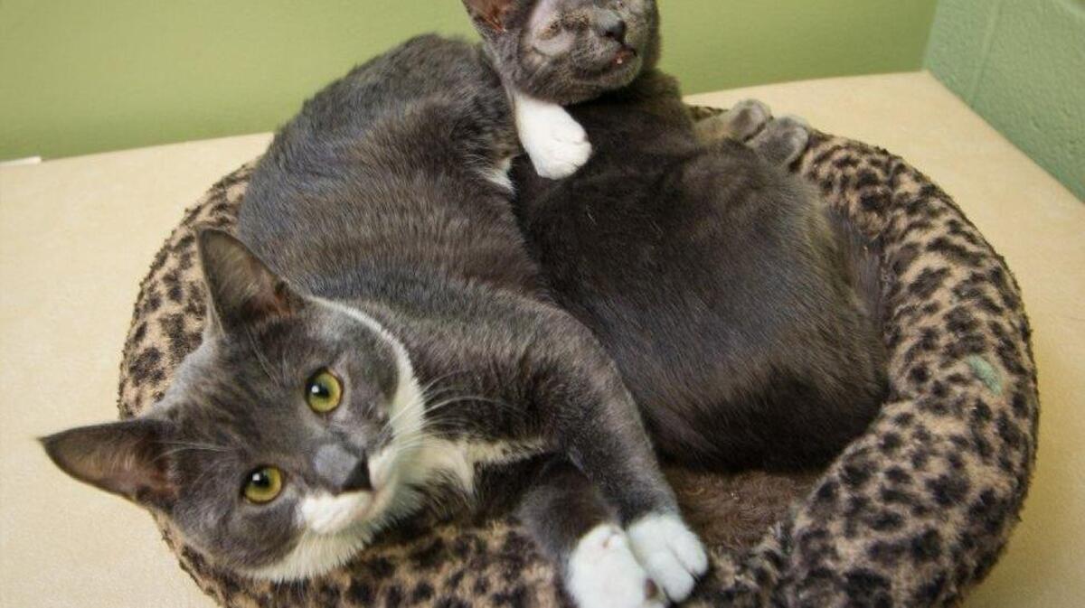 Homeless cats at Pawmetto Lifeline animal shelter in the Harbison area.