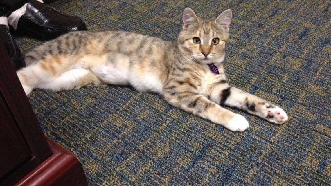 Morticia the kitten provides therapy at the Lexington County coroner’s office.