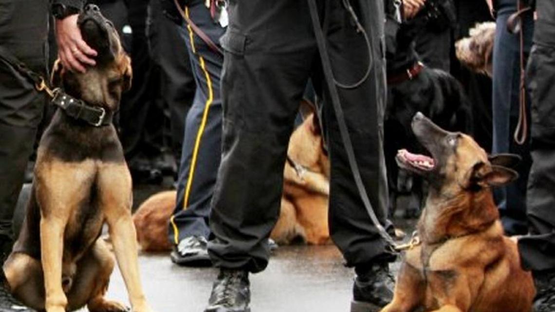 FILE PHOTO: Law enforcement dogs in Richland County