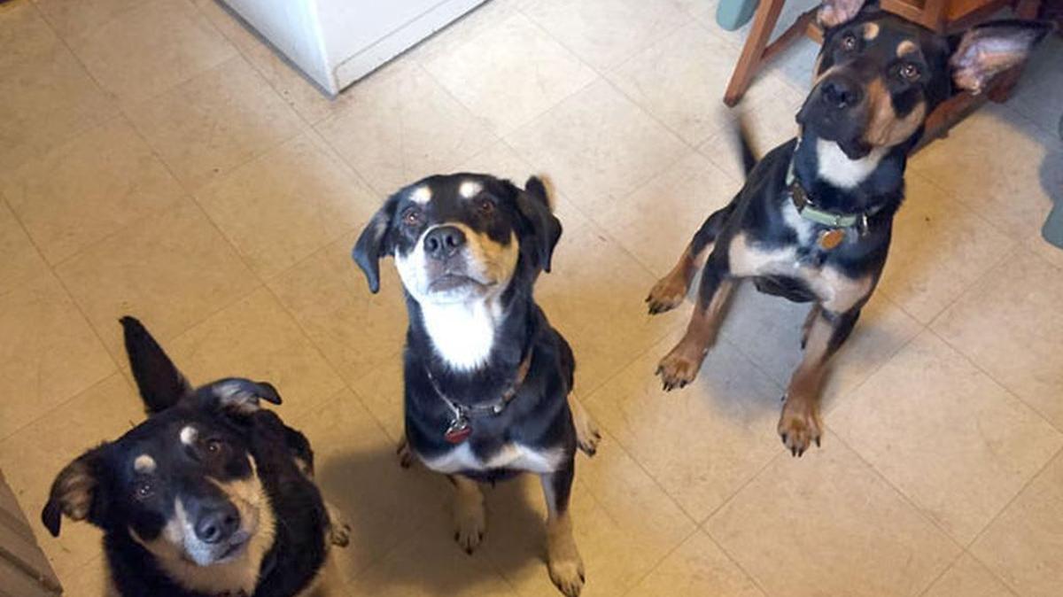 Olga Helsing and her three dogs are looking forward to a free dog park planned for Owens Field Park.