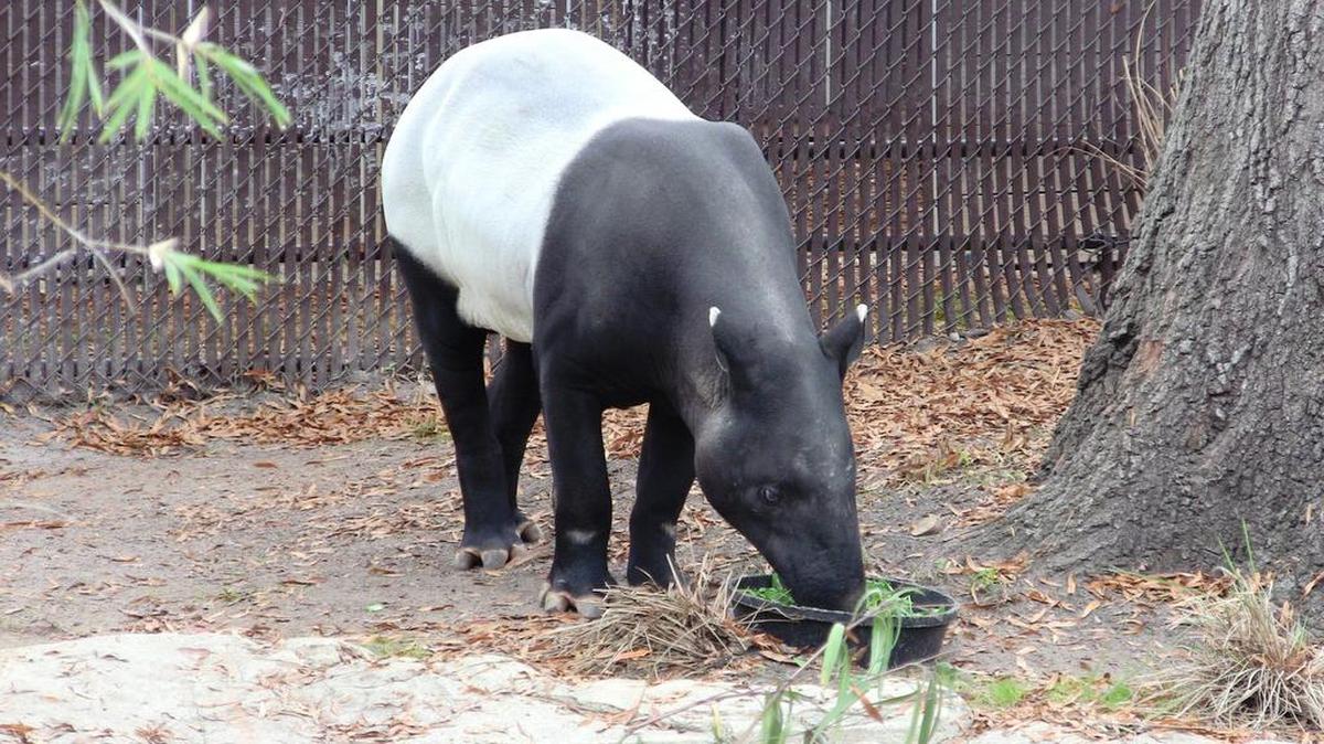 Pulau, a 21-year-old Malayan Tapir. Photo provided.