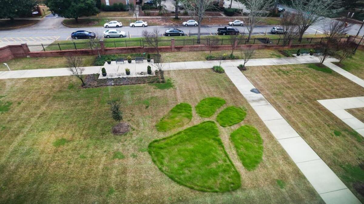 That’s a lot of paw on the front lawn of the federal courthouse in Columbia. U.S. District Judge Joe Anderson, a Clemson University graduate, jokingly said he’s unsure how the 50-foot, rye grass decoration got there. But this best view of the paw is from a window in Anderson’s chambers.