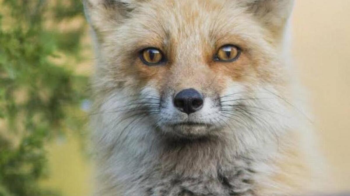 Female red fox