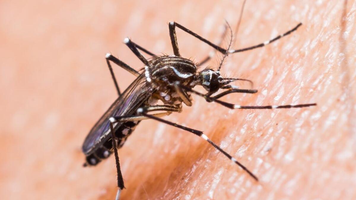 Zika virus is primarily spread through mosquitoes. (Photo courtesy Fotolia/TNS)
