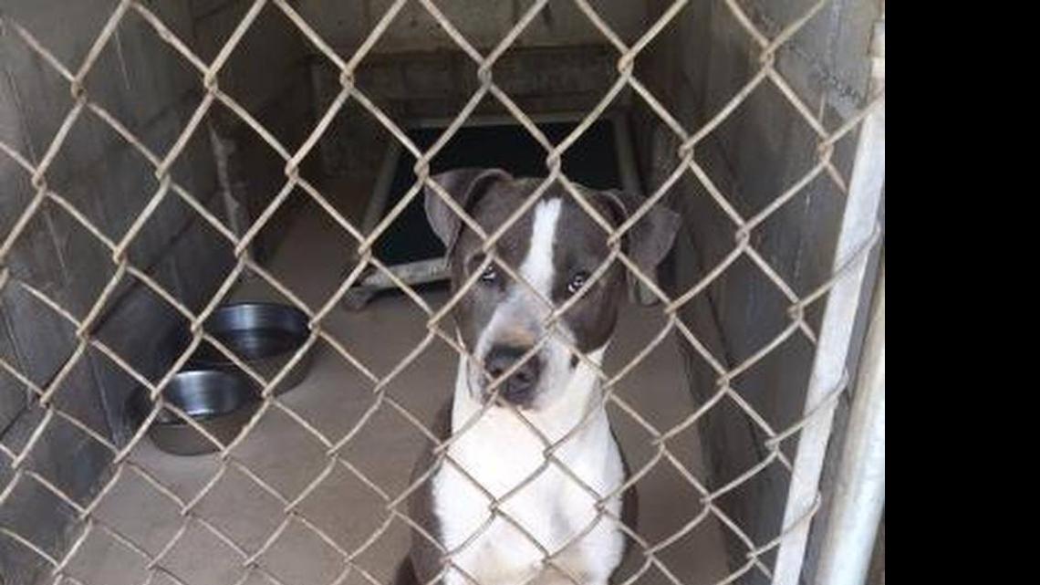 
This dog is one of several pit bull mixes at the Beaufort County Animal Shelter.
