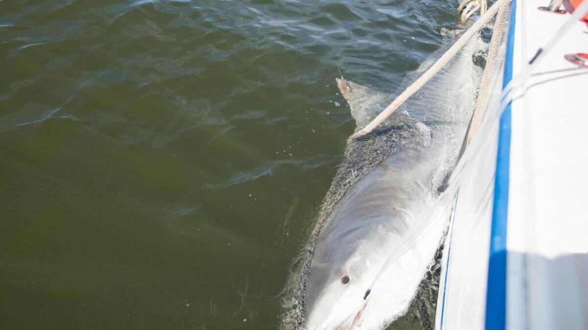 Tiger shark tagged off SC coast in 2017 was discovered to be pregnant