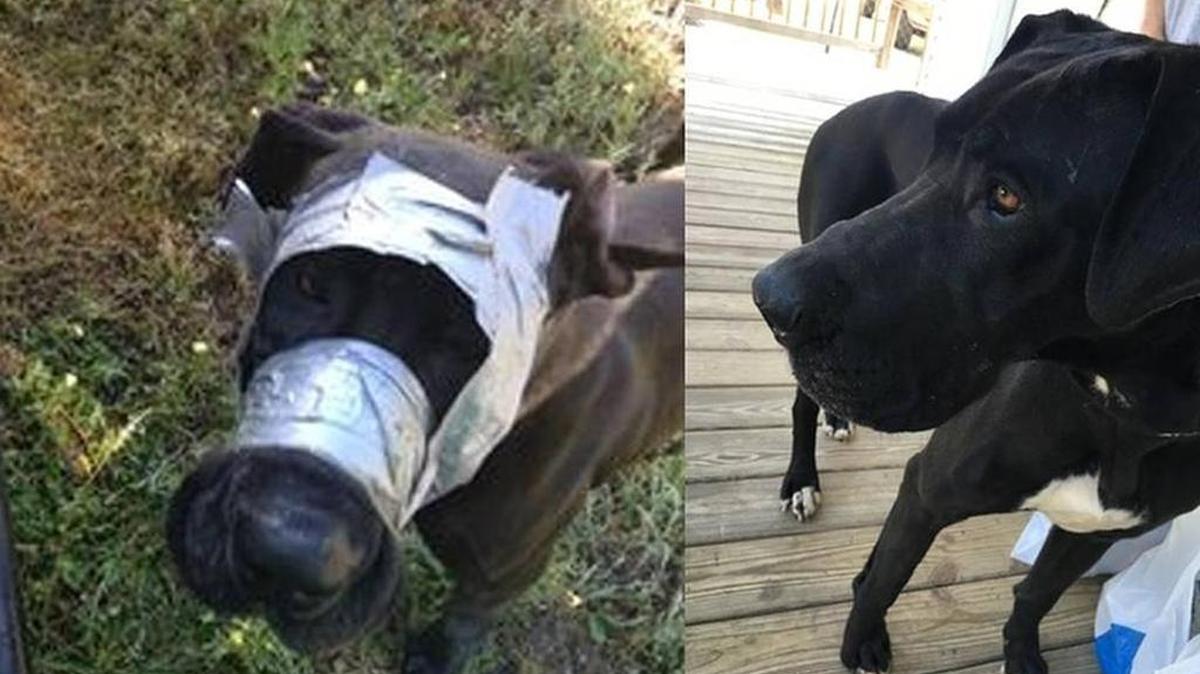 Aurora is now recovering at Darlington County Animal Shelter.