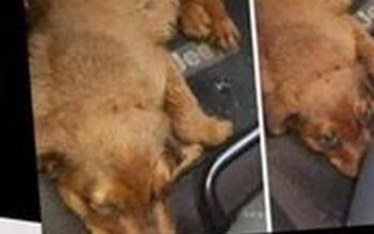 A woman who stopped at a south Charlotte convenience store for gas rescued this puppy she said was being traded for drugs.