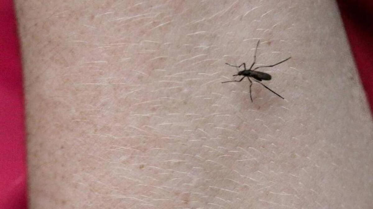 A mosquito lands on Leslie Scurry’s arm in Columbia.