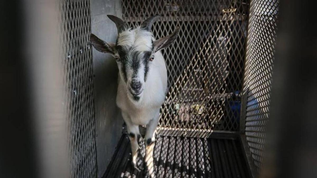 
Dalebert the goat

