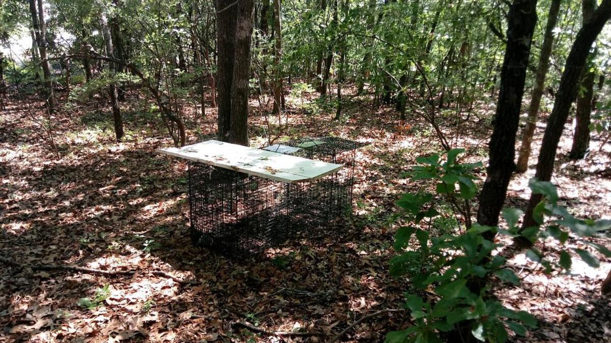 One of several humane traps set up in Gaston to capture dog with leg caught in coyote trap.
