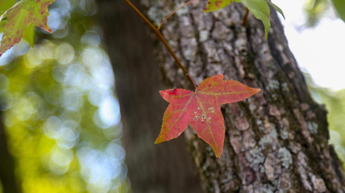 As summer turns into fall, early leaves start to change along the Congaree River in Columbia.