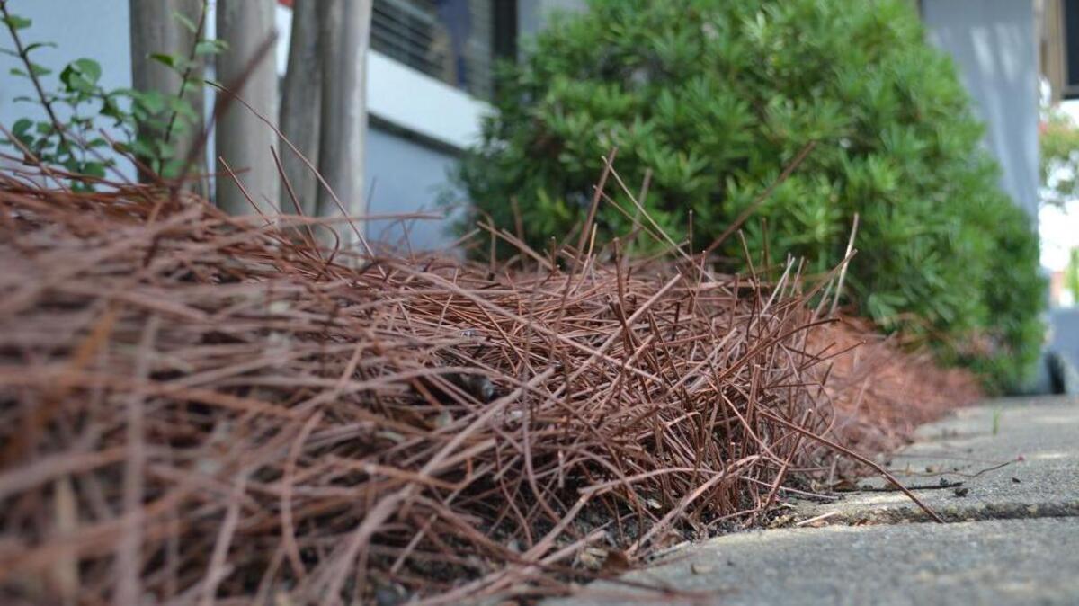 A plant bed outside of The South Carolina Shop on Rosewood Drive is lined with synthetic pine straw. Chip Prezioso, owner of The South Carolina Shop, has started selling synthetic pine straw.