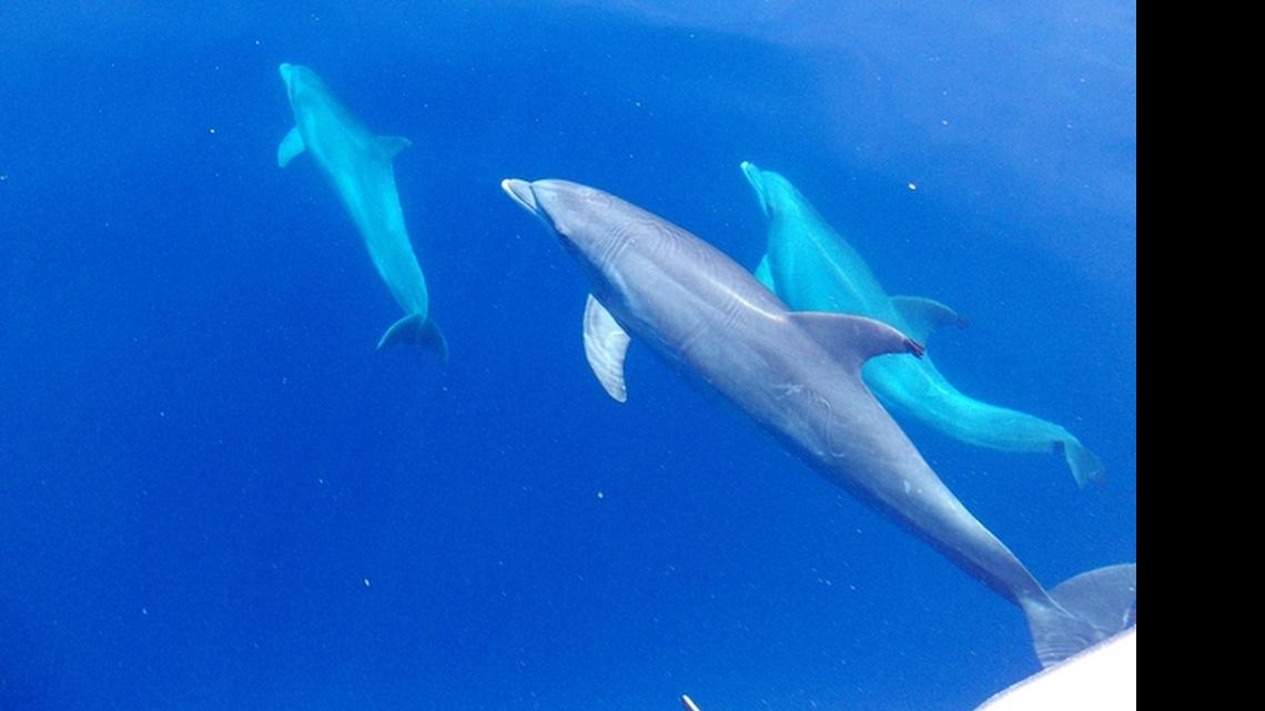 
This group of dolphins were photographed by Beaufort resident Billy Spearman swimming by his boat about 60 miles offshore while on a fishing trip. Interacting with dolphins is legal, though people are not allowed to grab or harass them according to an officer with the S.C. Department of Natural Resources. 
