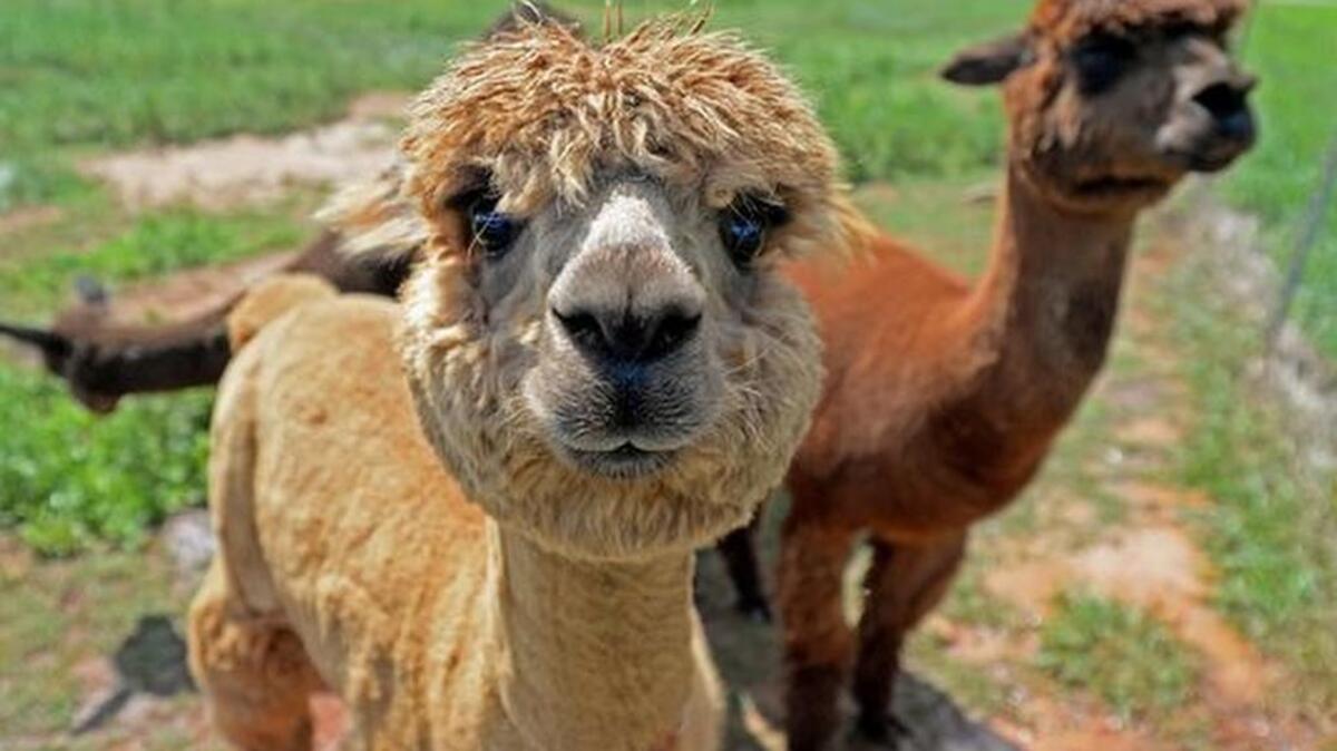 
Alpacas at North Woods Farm Fiber Co. in Inman. The farm has 30 alpacas, and their fleece is used to make yarn
