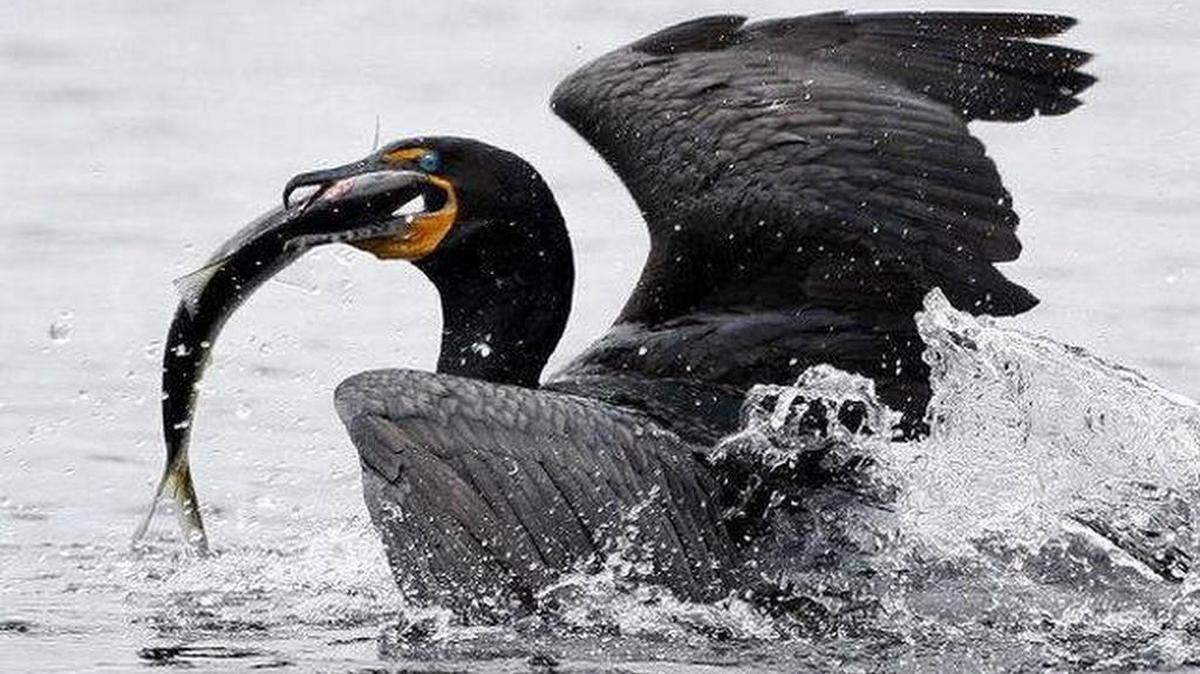 Cormorants are at the center of a debate over whether they are eating too many fish and depleting prized game fish populations