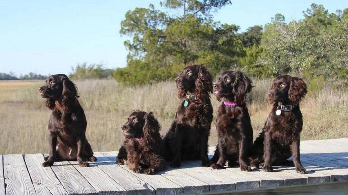 Boykin Spaniels.