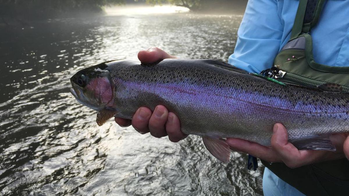 The lower Saluda River, fed by the waters of Lake Murray, is a cold-watery trout fishery in an area of the state where trout aren’t normally found. River advocates want to eliminate sewage discharges to protect water quality.