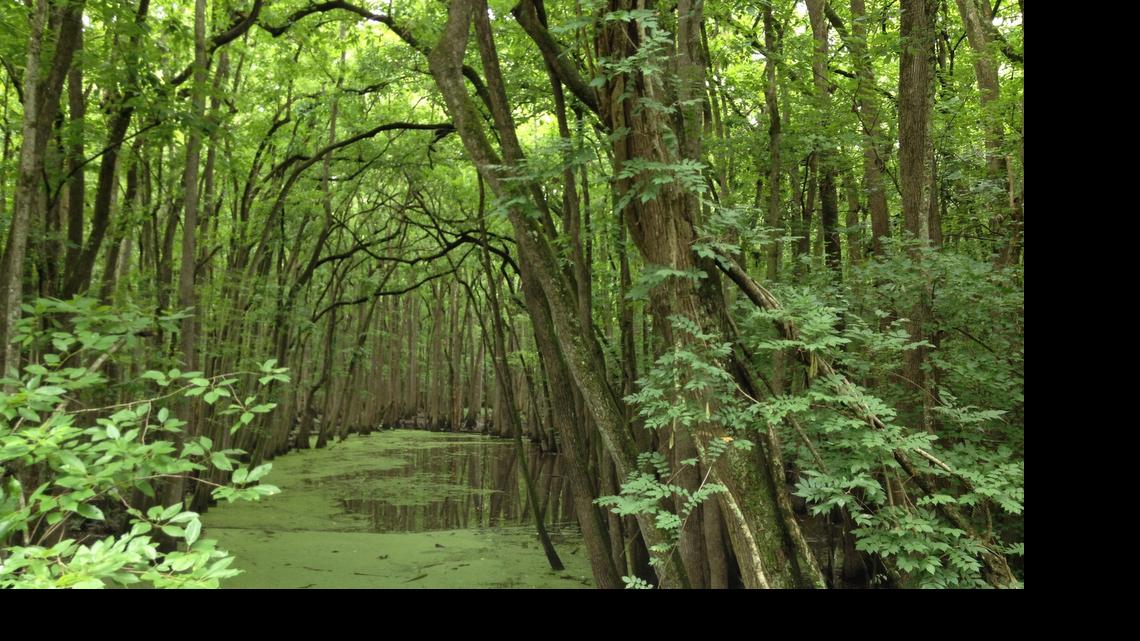 
Lower Richland County swamp near the Millaree Hunt Club. The area is near where a natural gas pipe is proposed.
