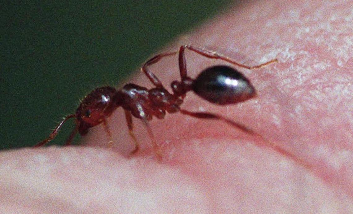 Red imported fire ants are a native species of Brazil and were accidentally introduced to the United States.