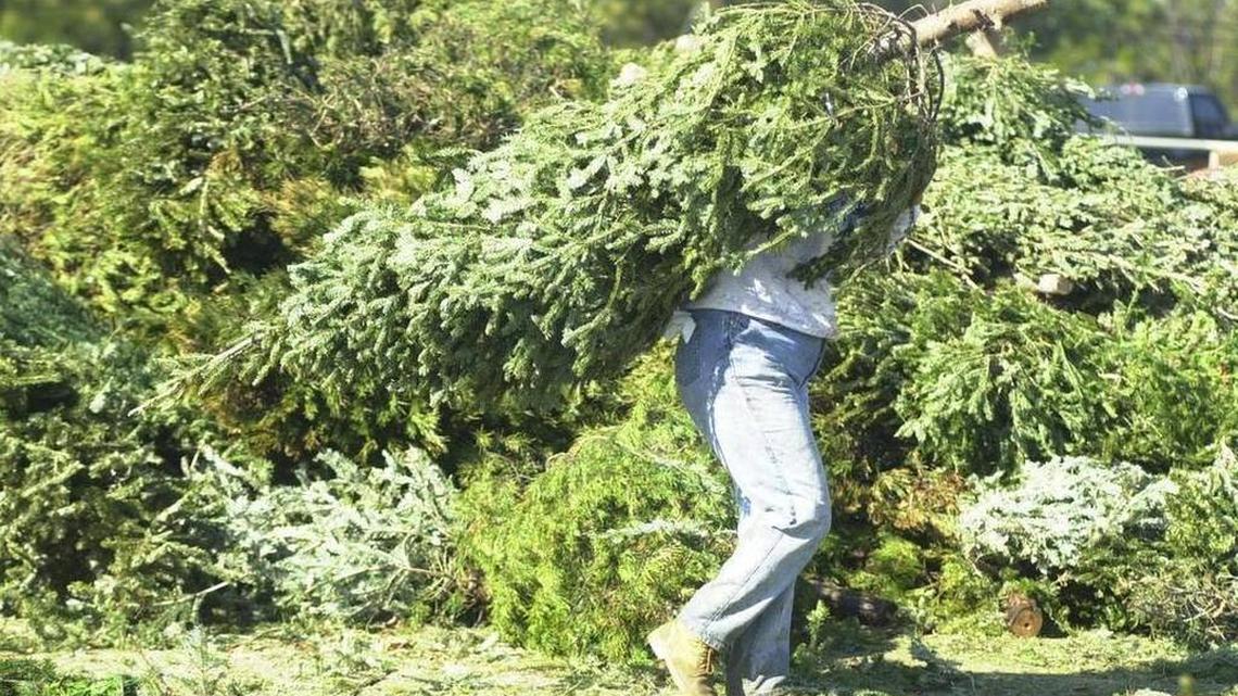 Even dressed down after the holidays, real Christmas trees serve a purpose. Here’s how