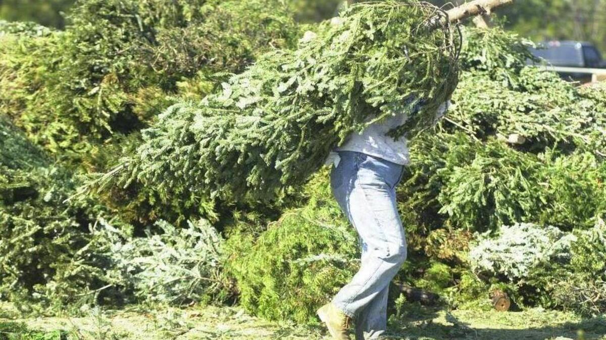 All county Convenience Centers allow Christmas tree drop-off for real trees and for those who have a Convenience Center decal. Those without decals are restricted to the Shanklin Road or Simmonsville Road locations.