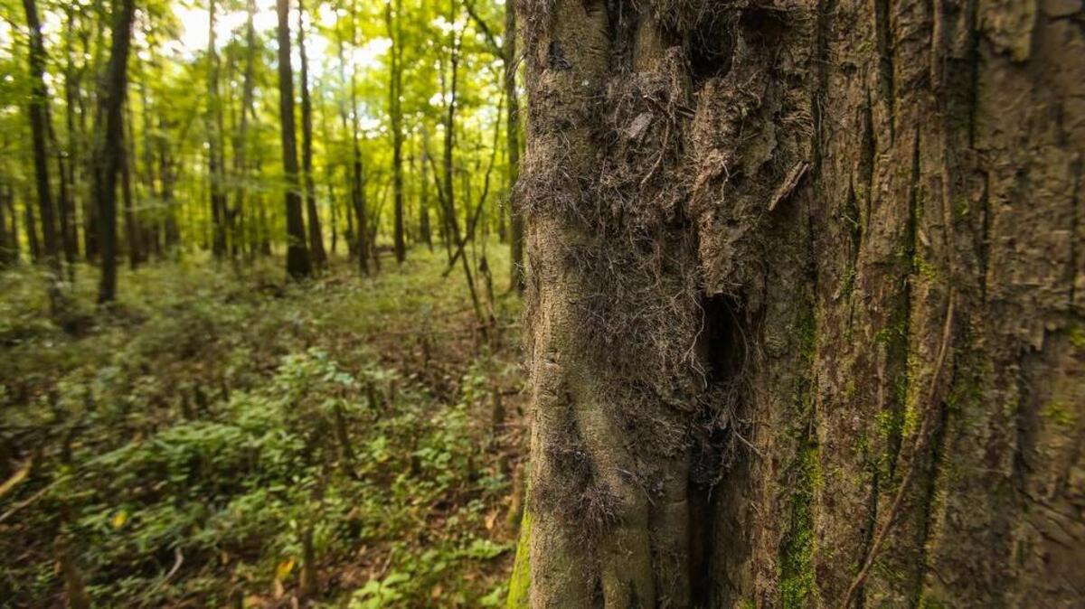 Congaree National Park