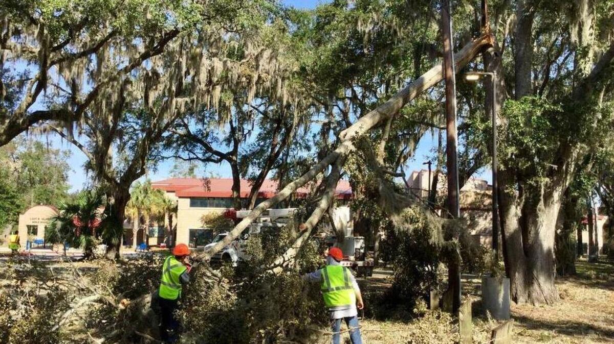 Billy Neunes, of Neunes Enterprises in Michigan, chainsaws through a fallen tree from Hurricane Matthew in front of Lady's Island Middle School in Beaufort County on Oct. 14, 2016.