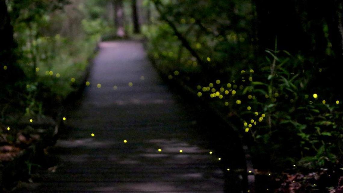 Fireflies light up in sync at the Congaree National Park after rain showers cleared Tuesday evening.