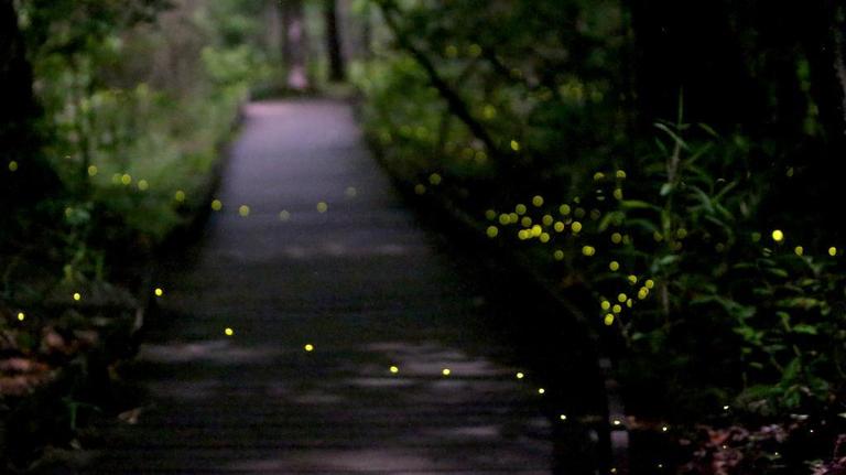 Lucky few get Congaree synchronous firefly tickets. New money may widen access