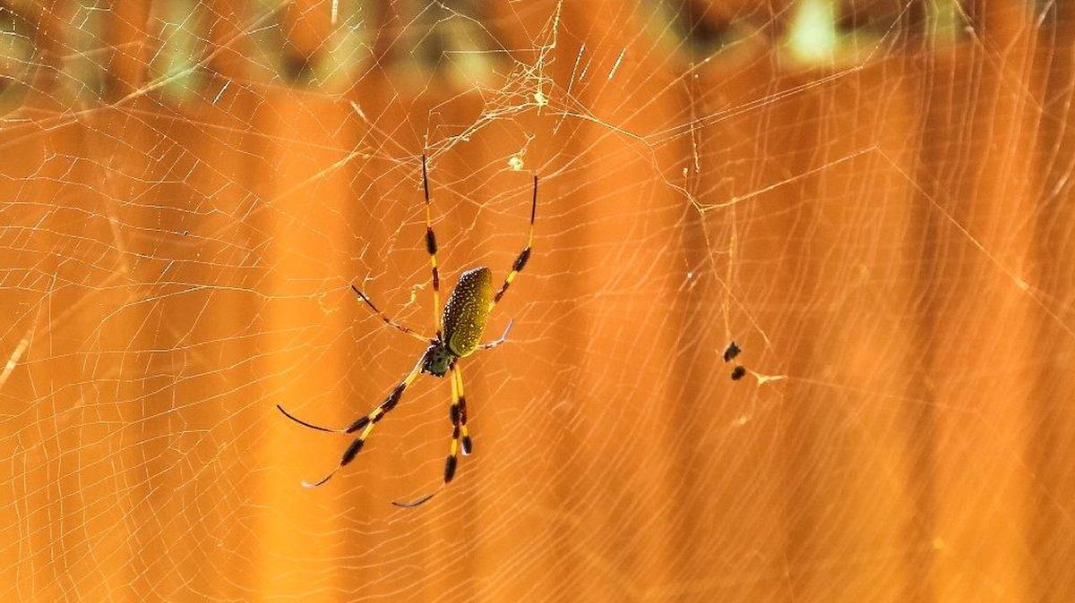 The Golden Silk Orb Weaver is a large colorful spider that has moved into Congaree National Park as the earth’s climate changes