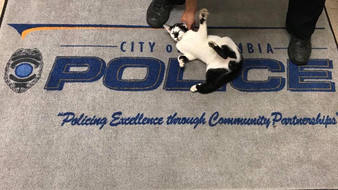 Kingsley, a stray kitten that wandered into one of the Columbia Police Department’s stations, has been adopted by one of the agency’s officers.