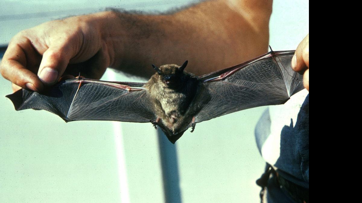 A person who picked up a bat in a swimming pool last week in York County might have been exposed to rabies, the state Department of Health and Environmental Control said Monday.