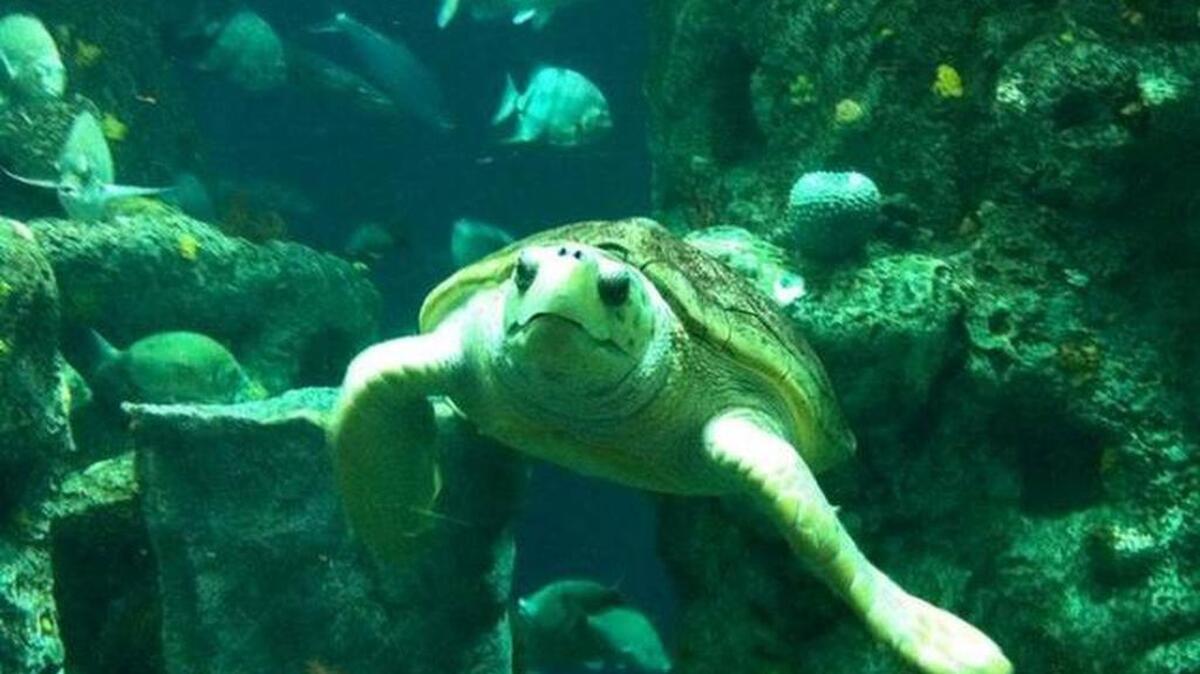 Caretta the sea turtle is one of the animals in the Great Ocean Tank at the South Carolina Aquarium.