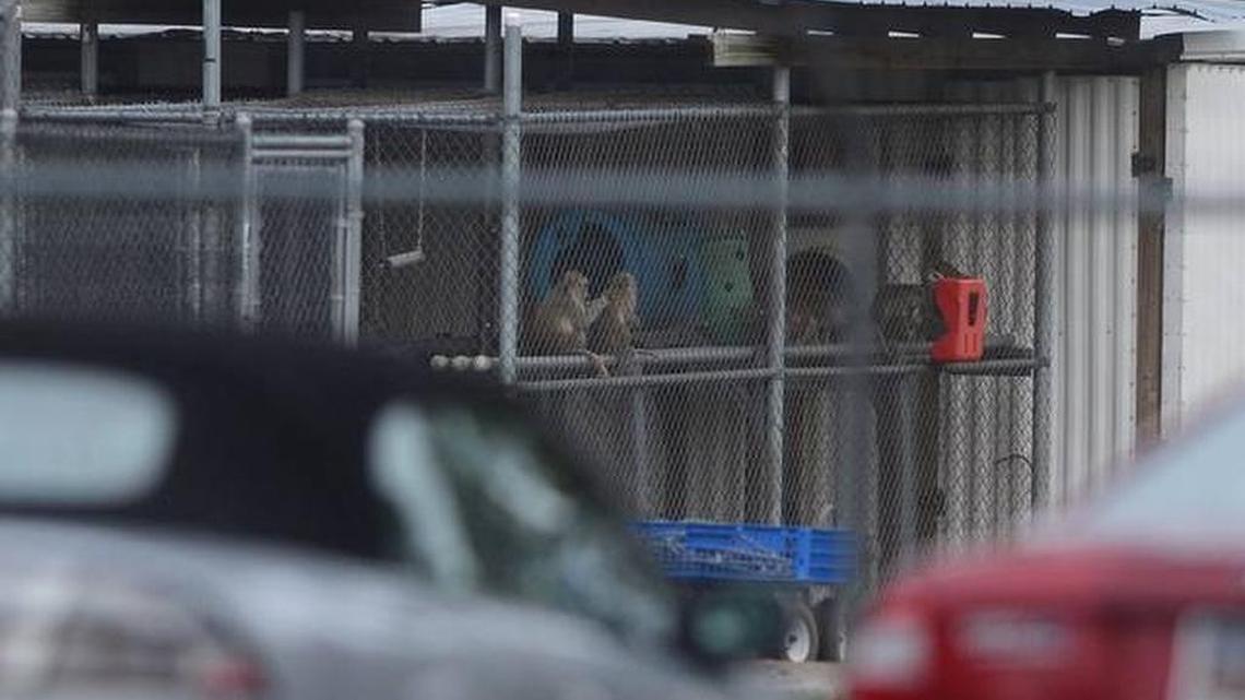 A pair of monkeys clean themselves last week at the Alpha Genesis Inc facility in Yemassee.