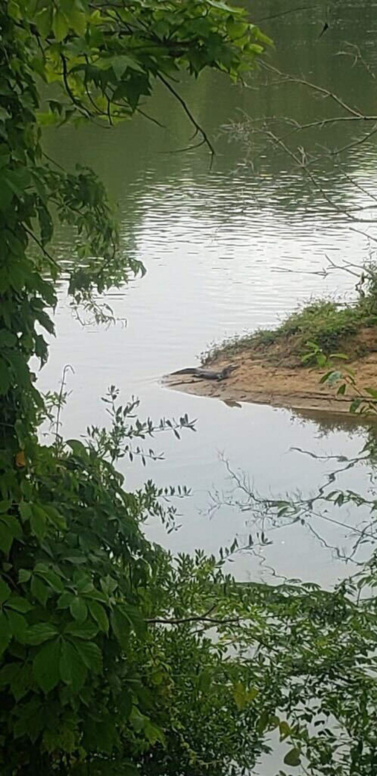 An alligator sits at the waters edge at the Columbia Canal in March 2024.
