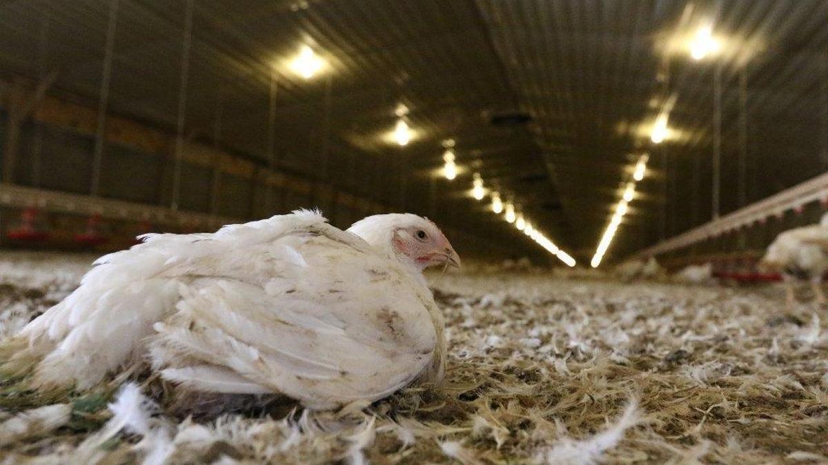 Chicken farming is a multi-billion dollar business in South Carolina, but neighbors often complain about odors
