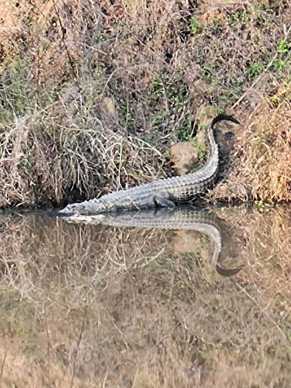 An alligator sits at the waters edge at the Columbia Canal in March 2024.