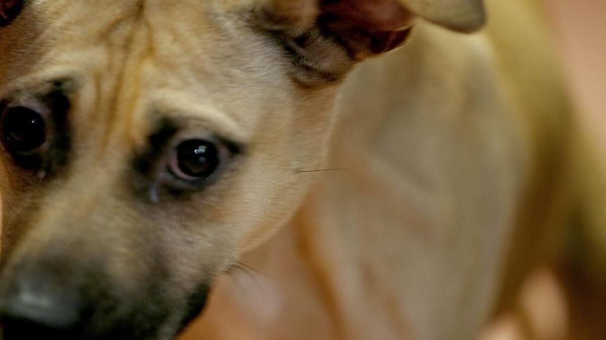 Columbia’s animal shelter would get seven new workers if City Council authorizes the positions as part of converting the facility into a no-kill shelter.