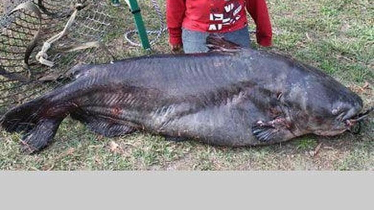 Catfish are some of the species prone to build ups of mercury in their tissue over time.