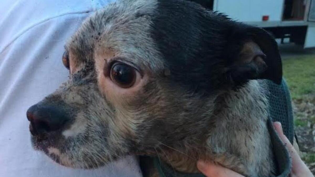 A dog was rescued along with its owner Saturday from a well.