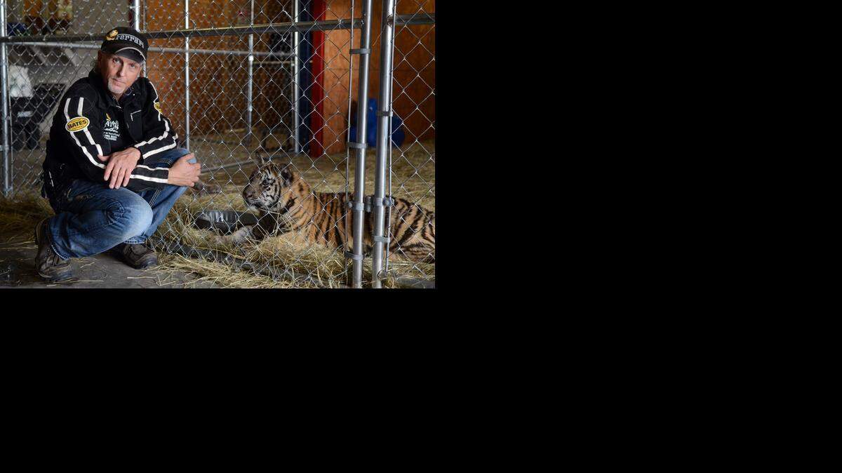 
Beaufort Liquidation showcased their lions and tigers for the first time on Saturday at their location on Parker Drive in Beaufort
