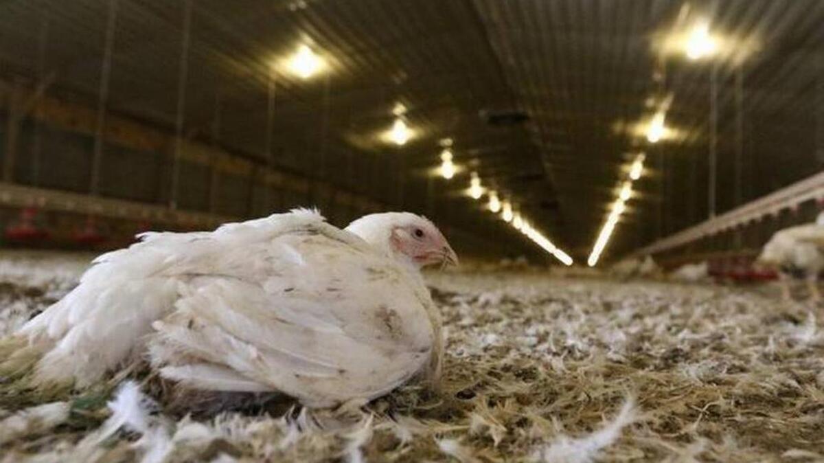 Chicken farming is big business in the Carolinas. Thousands of birds are kept in barns like this one before they are shipped to market for slaughter