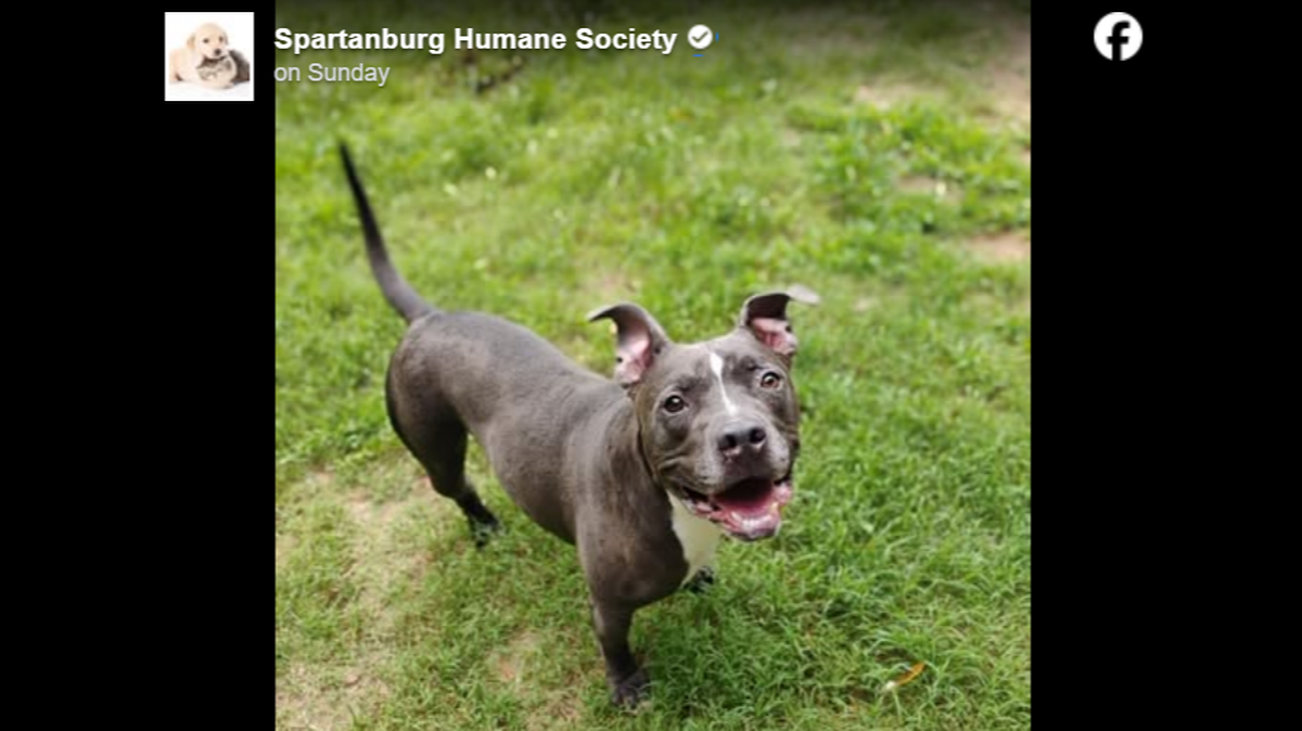 A dog who lost his leg has spent two years at a South Carolina shelter.