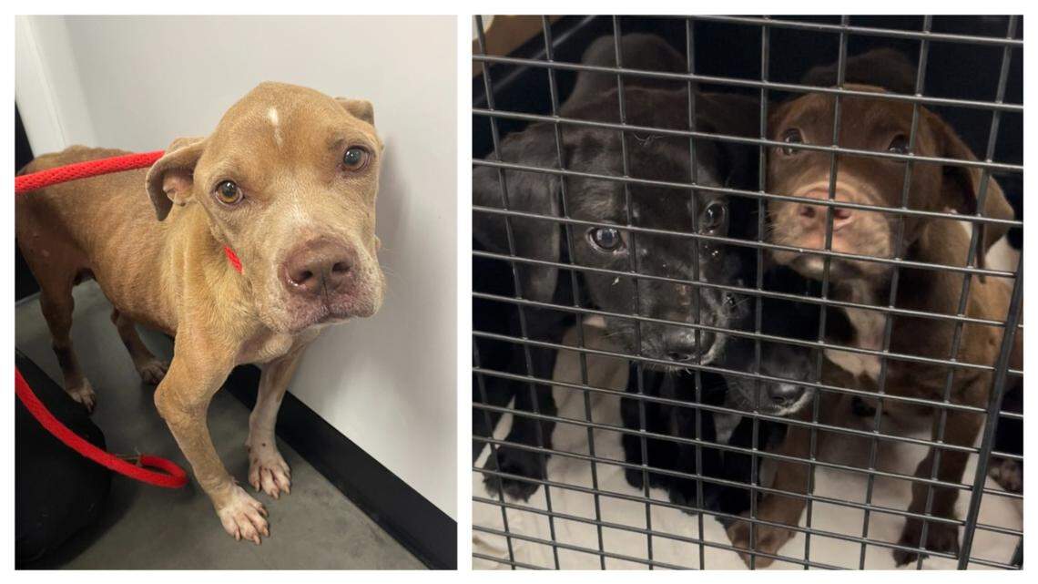 A rescued mama dog gave her all to her puppies, a South Carolina shelter said.