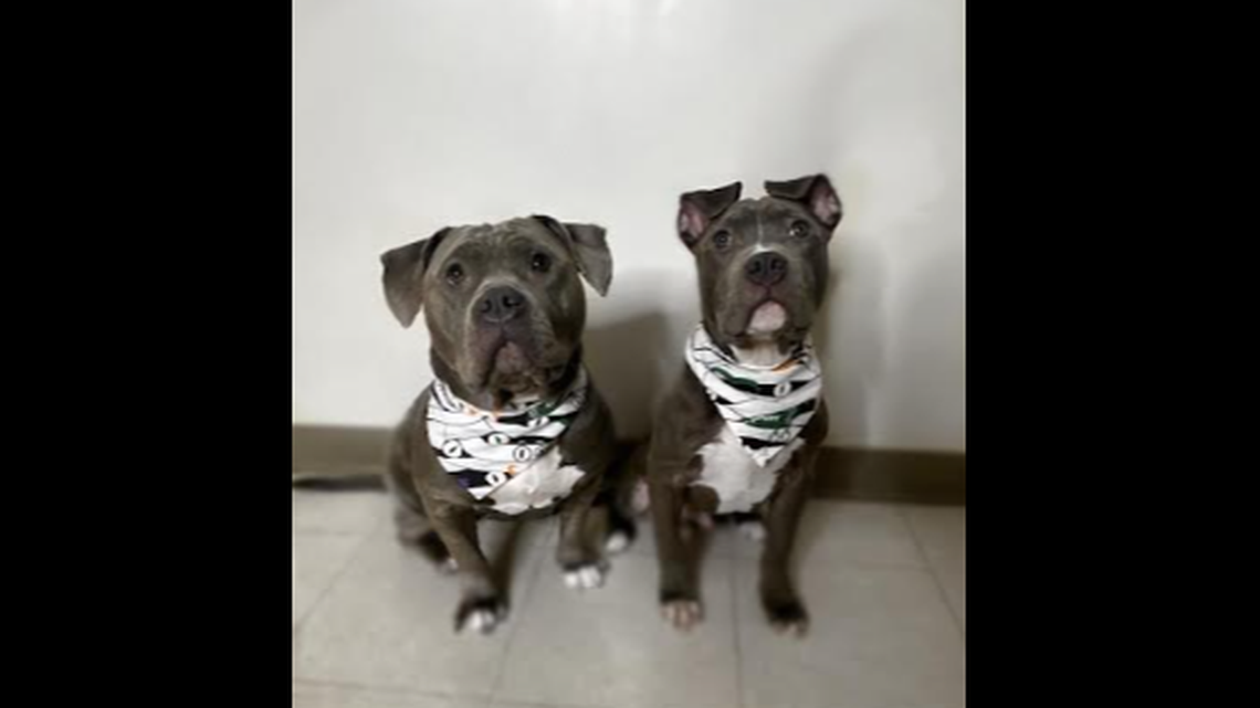 Moon and Asta disappeared before one of the dogs was found, South Carolina officials said.