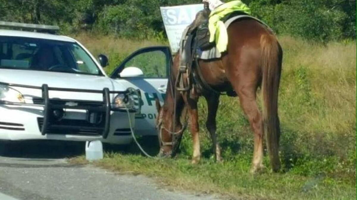 Polk County Sheriff’s Office deputies hitched the horse to their patrol car before transferring him to the Polk County Sheriff’s Animal Control livestock facility.