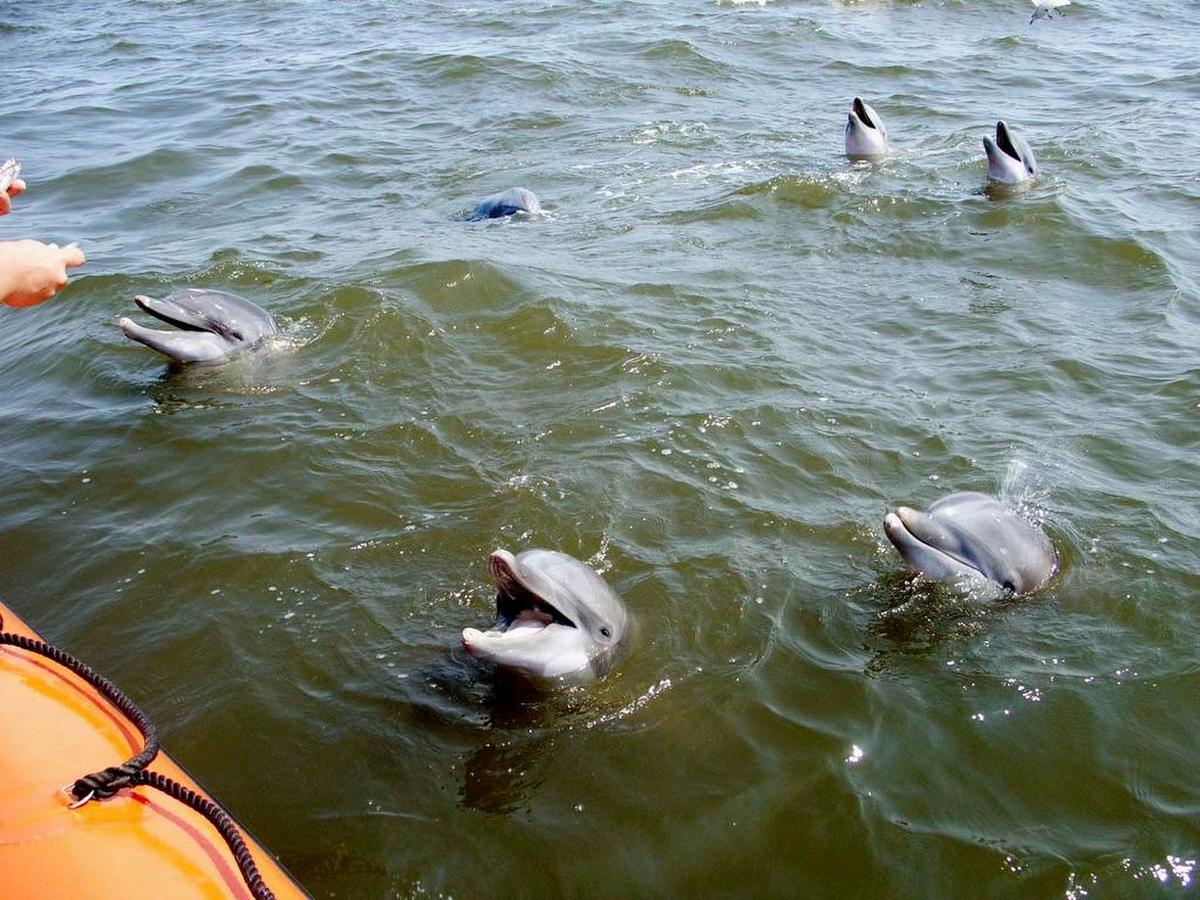 View of first eight dolphins to be rescued that were washed out of their pool at the Marine Life Aquarium in Gulfport, Miss., by a huge wave generated by Hurricane Katrina.