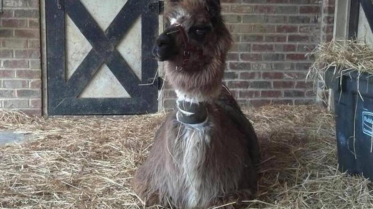 
Mighty was found stabbed and mutilated in January. 
